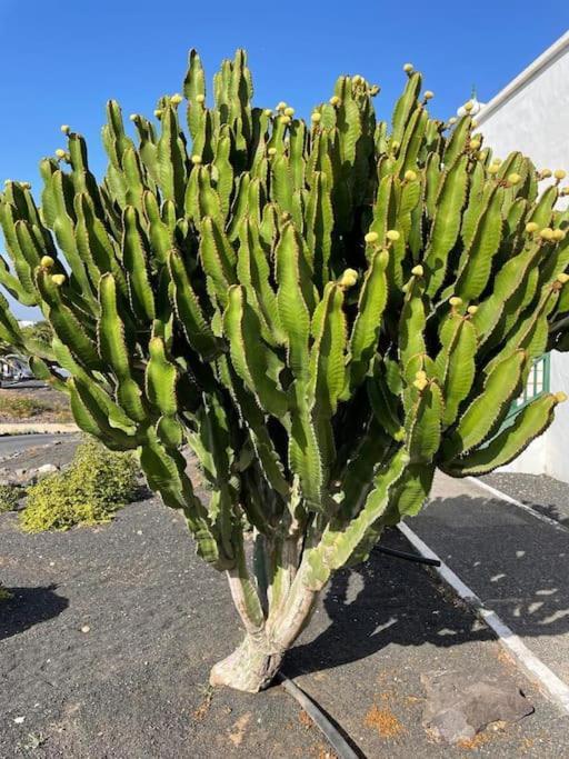 Apartamento Amura En Playa De Las Cucharas Costa Teguise Ngoại thất bức ảnh
